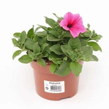 Petunia FAMOUS PINK