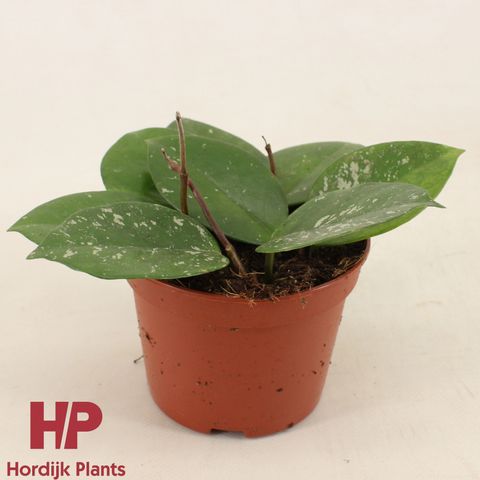 Hoya carnosa 'Freckles Splash'