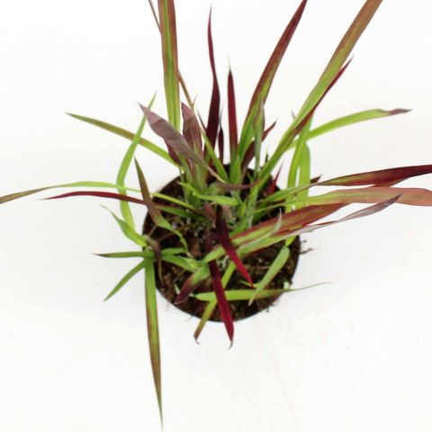Imperata cylindrica 'Red Baron'