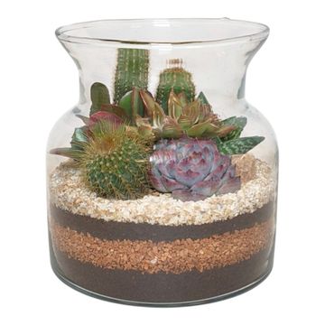Kомпозиции Cactus / Succulent