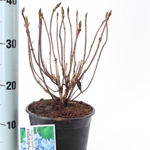 Hydrangea macrophylla 'Bodensee' (About Plants Zundert BV)