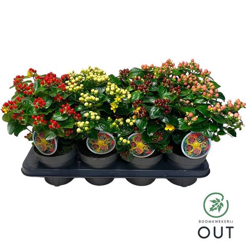 Hypericum MIRACLE MIX