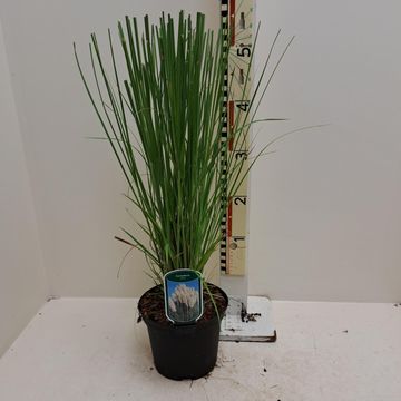 Cortaderia selloana 'Alba'