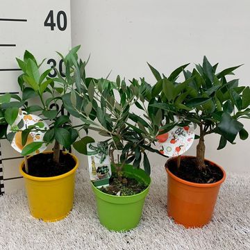 Citrus & Olea MIX