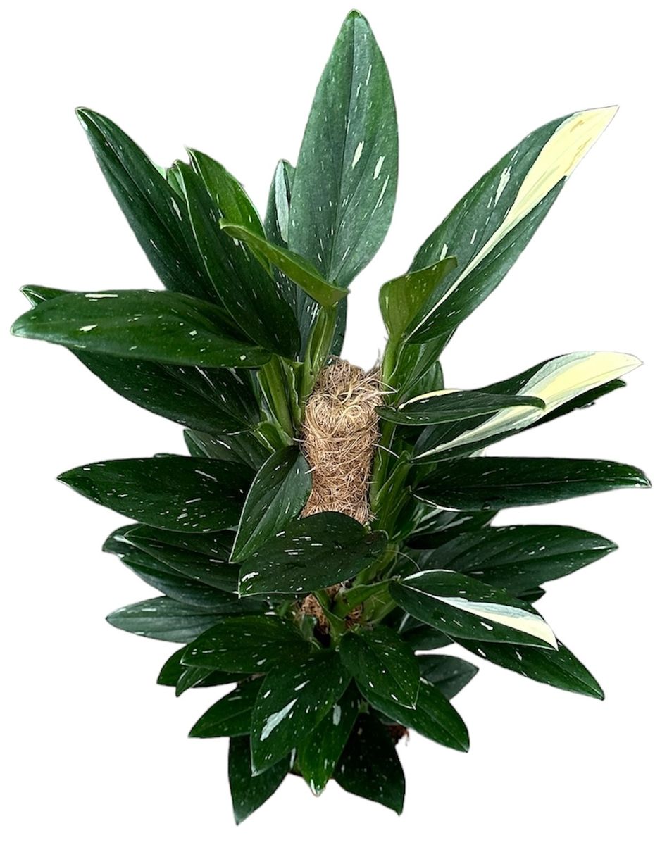 Monstera standleyana 'Variegata' — Plant Wholesale FlorAccess