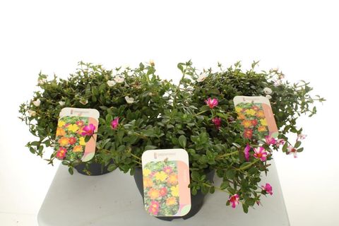 Portulaca CAMPINO MIX