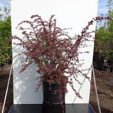 Berberis thunbergii 'Роуз Глоу'
