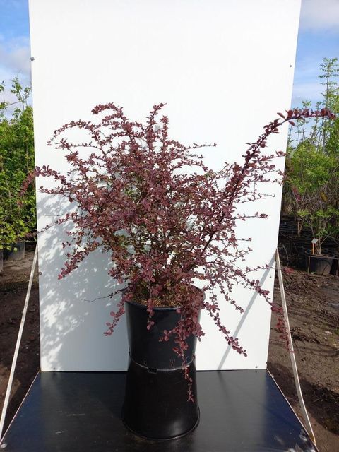 Berberis thunbergii 'Роуз Глоу'