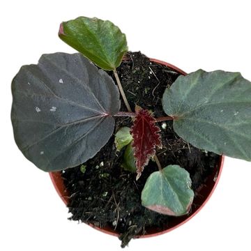 Begonia 'Black Cat'