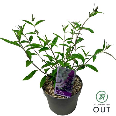 Buddleja davidii 'Black Knight'