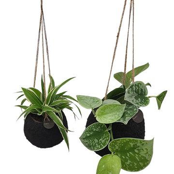 Houseplants MIX