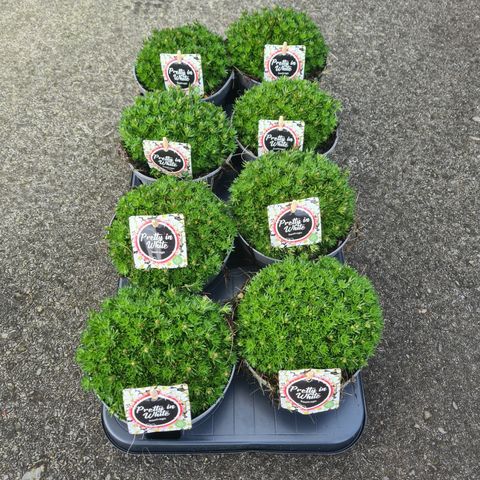 Saxifraga x arendsii