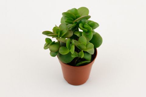 Crassula 'Moneymaker'