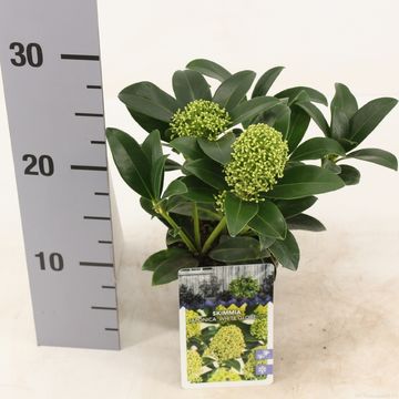 Skimmia japonica WHITE GLOBE