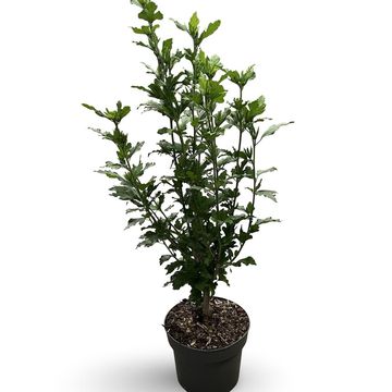 Hibiscus syriacus 'Oiseau Bleu'