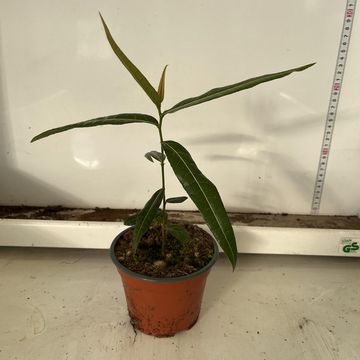 Brachychiton rupestris