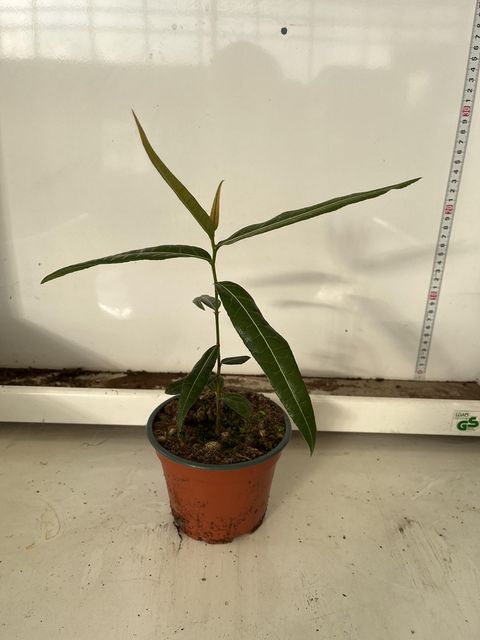 Brachychiton rupestris