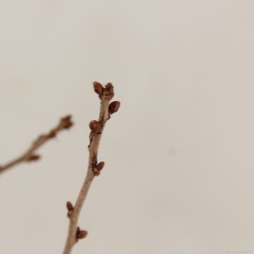 Prunus incisa 'Койоу-ноу-май'