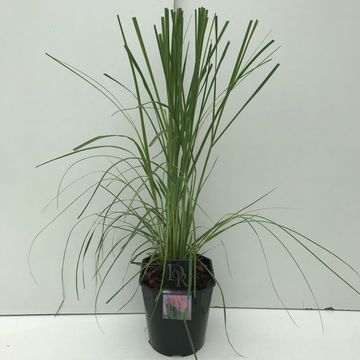 Cortaderia selloana 'Rosea'
