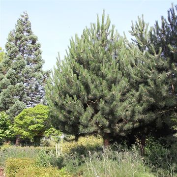 Pinus nigra nigra