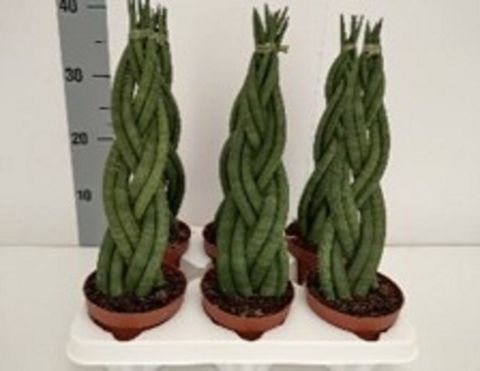 Sansevieria cylindrica