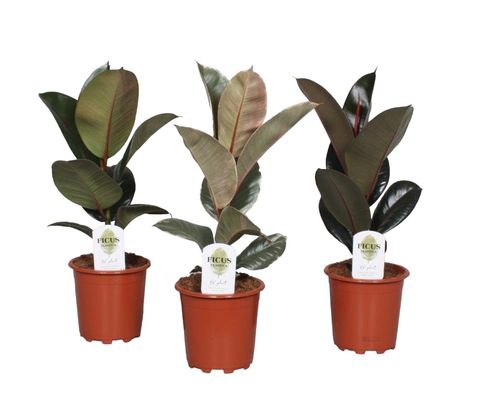 Ficus MIX