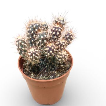 Cylindropuntia x viridiflora