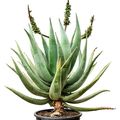 Aloe caesia