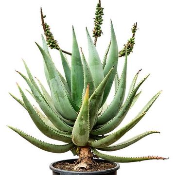 Aloe caesia