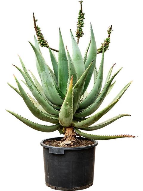 Aloe caesia