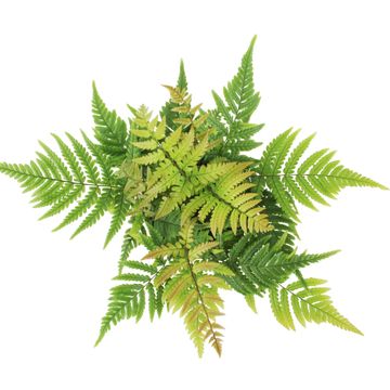 Dryopteris lepidopoda