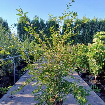 Prunus 'The Bride'