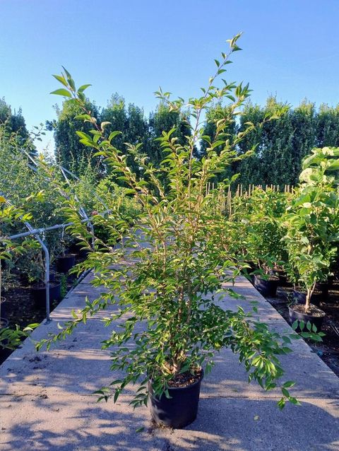 Prunus 'The Bride'