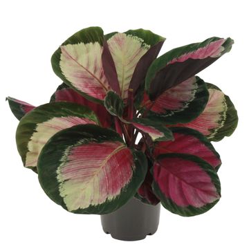 Calathea roseopicta 'Rosy'