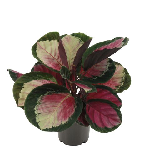 Calathea roseopicta 'Rosy'