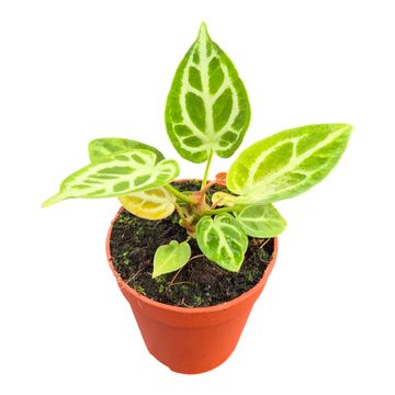 Anthurium DocBlock Anthurium Briëlle® '16' X Briëlle® '16'