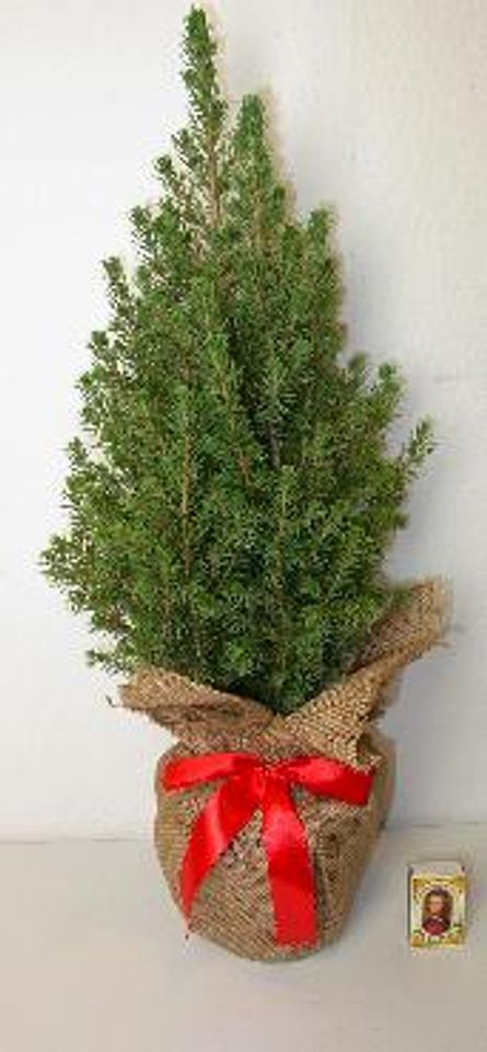 Picea glauca 'Conica'