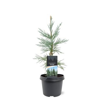 Sequoiadendron giganteum 'Glaucum'