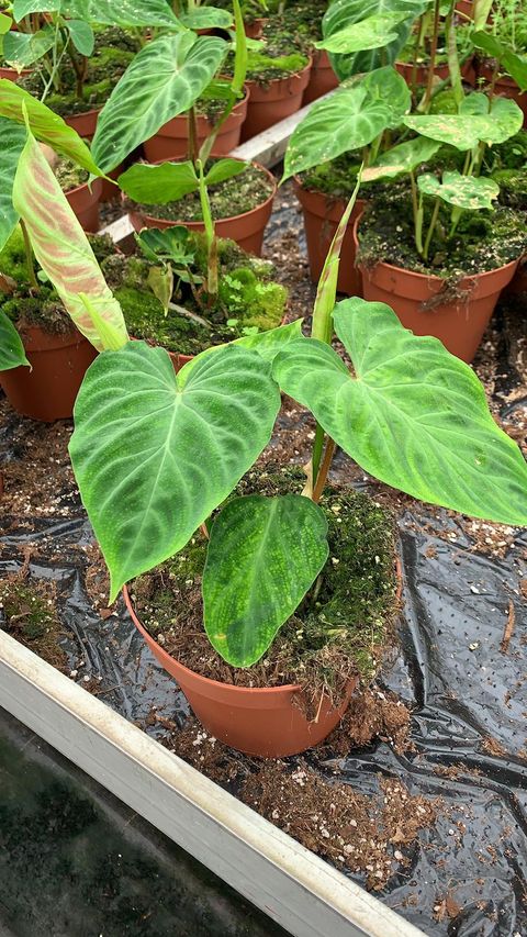 Philodendron verrucosum