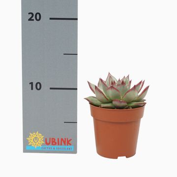 Echeveria agavoides 'Electra'