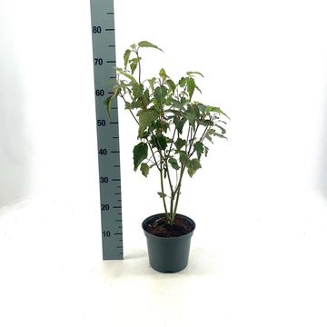 Acer davidii