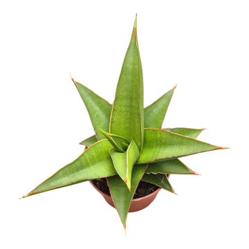 Sansevieria 'Abbey Crown'