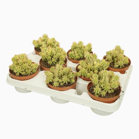 Euphorbia aggregata variegata