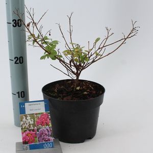 Lagerstroemia indica WITH LOVE GIRL (About Plants Zundert BV)