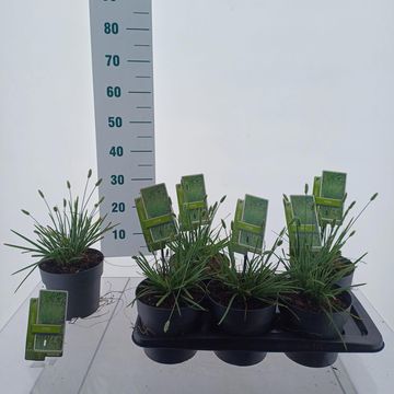 Sesleria nitida