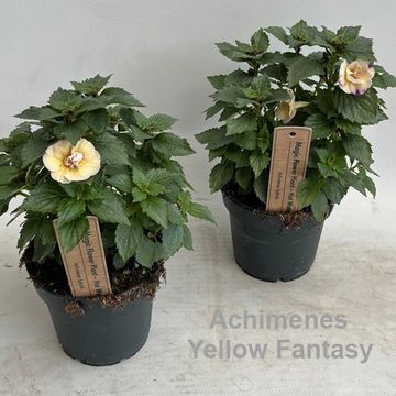 Achimenes 'Yellow Fantasy'