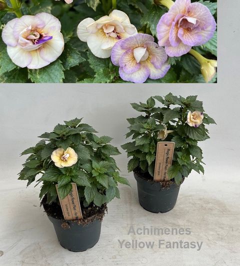 Achimenes 'Yellow Fantasy'