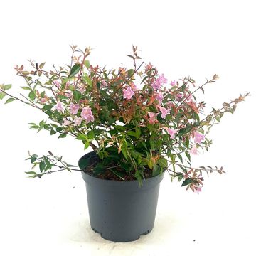 Abelia 'Edward Goucher'