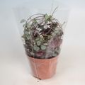 Ceropegia woodii