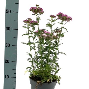 Achillea millefolium 'Apfelblüte'
